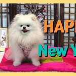 [강아지] 설맞이 한복 입은 강아지(<b>솜사탕</b>꼬미)