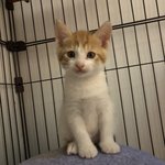 [고양이] 김아가네/오<b>둥이들</b>소개해요