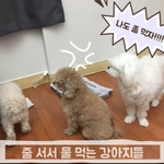 [강아지] 질서를 지킬 줄 아는 강아지!!!