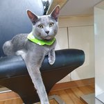 고양이))내강아지 <b>치즈</b>4