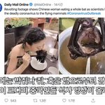 <b>박쥐</b>를 어떻게먹어....?