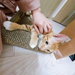 [고양이] 이쁨받는걸 좋아하는 개냥이 <b>토미</b>~!