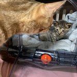 [고양이] 길출신냥이 <b>라라</b>의 성장기