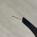 이런 털은 얼마나 <b>뿌리</b>가 징한거냐