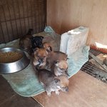 [강아지] <b>산속</b>에서 구조된 꼬맹이들