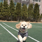 [19] 울집 <b>강</b>아<b>쥐</b> 보구각!