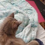 [고양이] 우리집 야옹이랑 모카