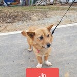 [강아지] 어미만 <b>보호소</b>에 남아있어요