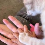 고앙양이 <b>앞발</b> 어떠냐