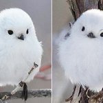 [댓글부탁해] 흰머리 <b>오목눈이</b> 너무 귀여워