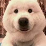 얘들아 불스떡볶이 어떤지 <b>설명</b> 해줄사람