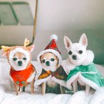 [강아지] 유기견 치와와 세마리 키운다