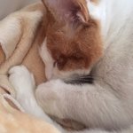[모두드루와] 최애가 <b>집사</b>인 사람있음??