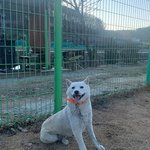 [강아지] 유기견 백구와 새끼를 도와주세요