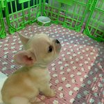 이제 막 10개월 된 <b>단무지</b>입니다