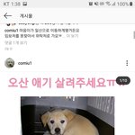 <b>오산</b> 유기견애기 입양해주세요