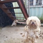 [강아지] 누더기견과 <b>목줄</b>에 목이 썩어가는 아이 좀 도와주세요