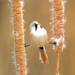 '<b>쩍</b><b>벌</b>' 가능한 새라고요!