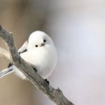 [댓글부탁해] 롱패딩vs<b>뽀글이</b> 추반좀