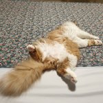 아기냥 <b>호빵</b>이-30