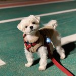 [강아지] 말티즈 미용(가위<b>컷</b>)