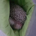실시간 고슴이 궁<b>댕이</b>