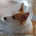 ㅠㅠ우리멍뭉이 아프대