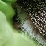우리집 고슴도치 <b>주먹</b>쥐고 잠