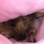 울<b>집</b> 갱<b>얼</b>쥐 보고 가라