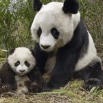 [19] 엄마 <b>판다</b>는 새끼도 있네