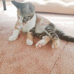 [고양이] <b>루미</b> 토미랑 함께 잠드실분~