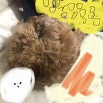 우리집 <b>강쥐</b> 완전 돈가스 같음