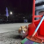 [댓글부탁해] <b>은혜</b>갚은 냥이