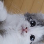 <b>최애</b> <b>이름</b> 3번 부르면 눈물남