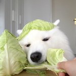 <b>앙</b>스타 좋아했던 애 있냐??