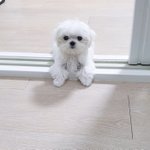 [강아지] 우리 마요봐줘