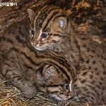 고양이 <b>인척</b> 진짜 잘해.