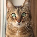 [고양이] 나는 반했어요.. 아름다운 소녀 고양이