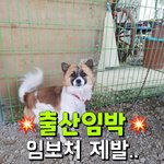 [강아지] 출산임박 산모견 <b>임보처</b>가 되어주세요