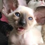 [고양이] 깜찍한 오리엔탈 고양이들 목소리