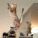 [고양이] 마이클 조던도 인정한 사바나 고양이의 점프