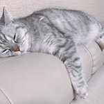 저희집 고양이입니다