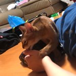 울집 고양이 넘 <b>비열</b>해보여