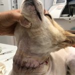 [강아지] <b>목줄</b>이 조여 목이 썩어가던 아이