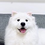 판이 <b>체고</b>다 역시