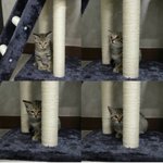 [고양이] 길출신냥이 라라의 성장기 네번째(다묘가정 소개)