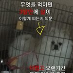 [강아지] 도와주세요.