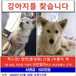 ⭐️저의 반려견 곰베를 찾습니다⭐️ (꼭 읽어주세요)