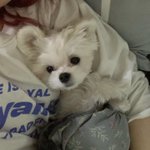 [강아지] 우한폐렴<b>돌때</b>는