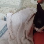 어쩌다 <b>집사</b>2